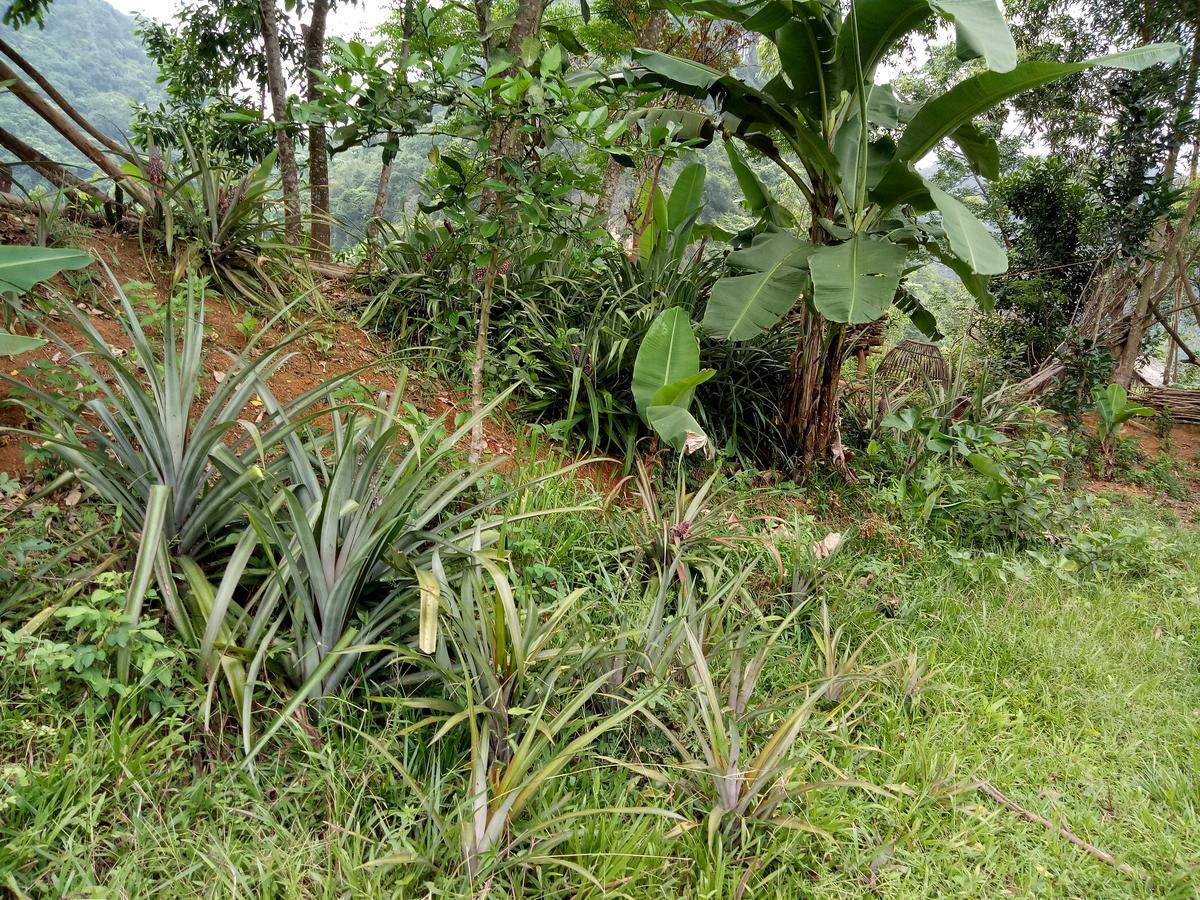 Phong Nha Rice Field Homestay Exterior photo