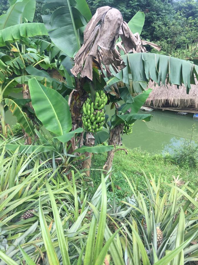 Phong Nha Rice Field Homestay Exterior photo