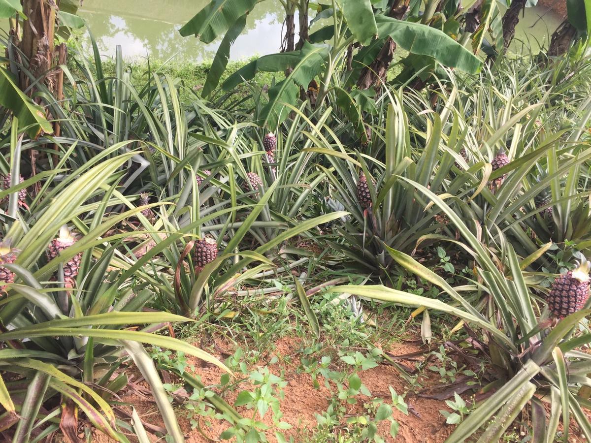 Phong Nha Rice Field Homestay Exterior photo