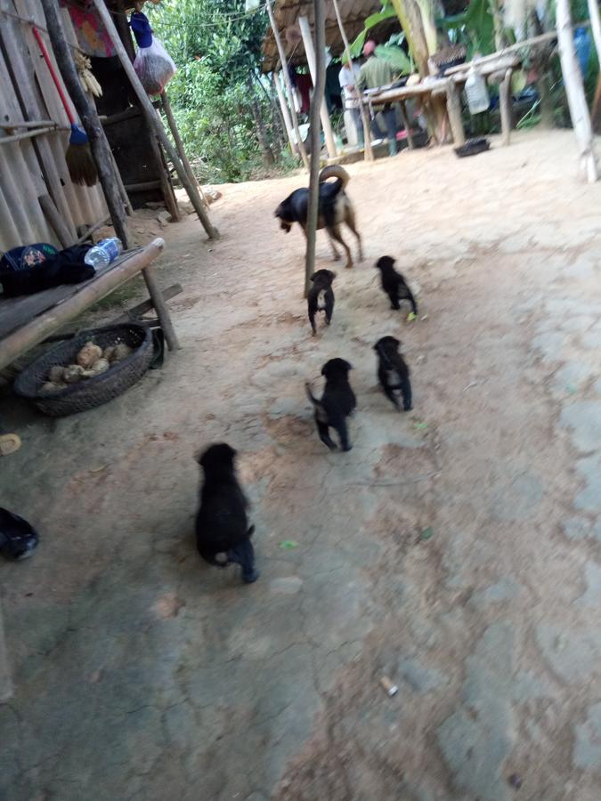 Phong Nha Rice Field Homestay Exterior photo